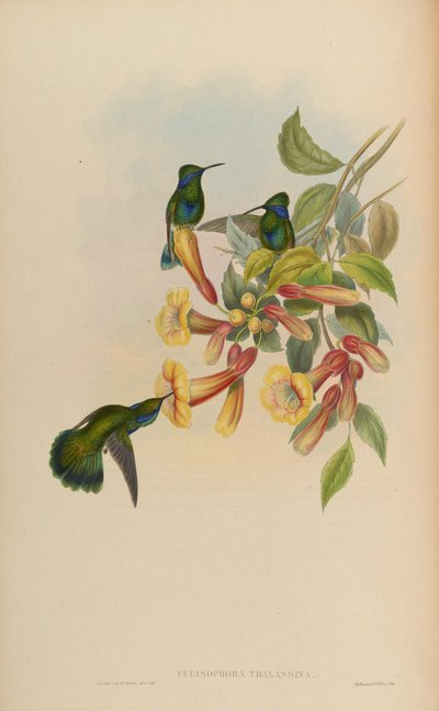 Petasophora thalassina = Colibri thalassinus - John Gould